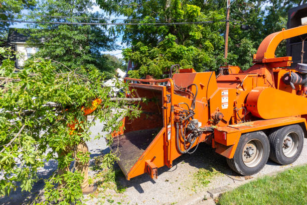 Trusted Griggsville, IL Tree Service Experts